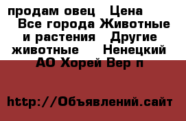  продам овец › Цена ­ 100 - Все города Животные и растения » Другие животные   . Ненецкий АО,Хорей-Вер п.